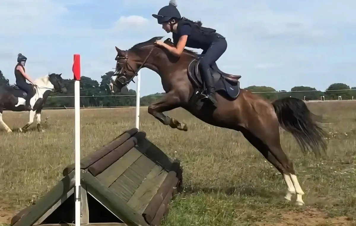 Pony Welsh B 12.2hh Sj WH XC - Image 1