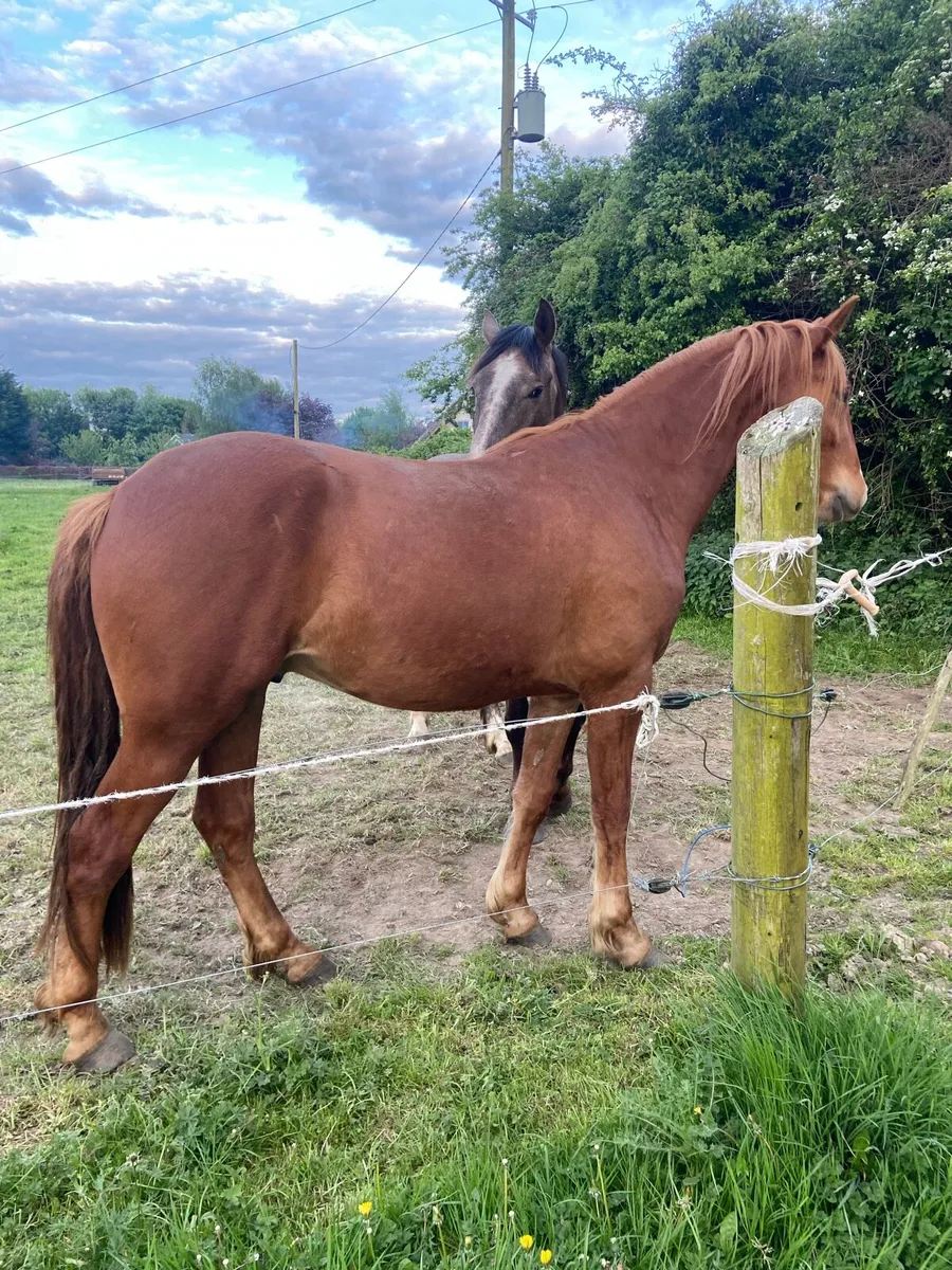 Irish draught geldings - Image 2