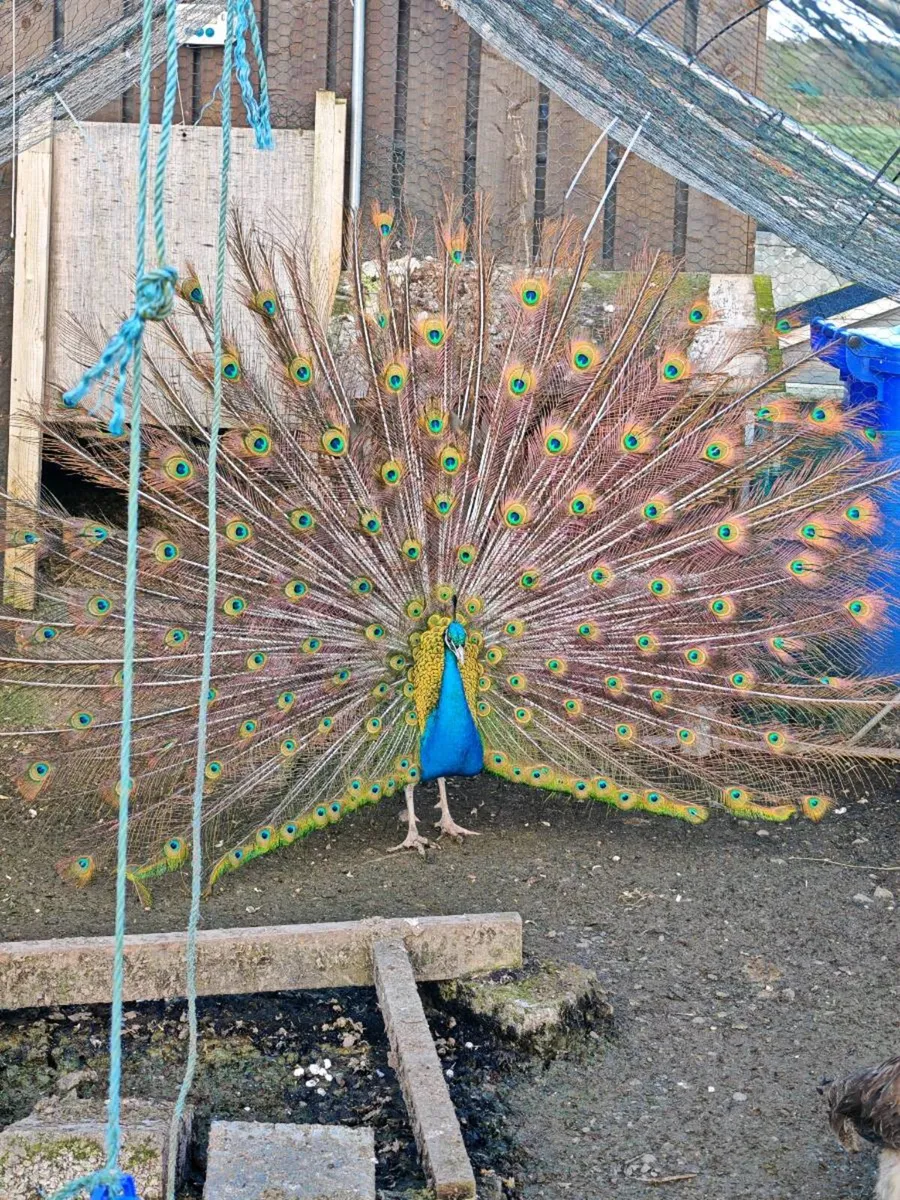 Peafowl - Image 1