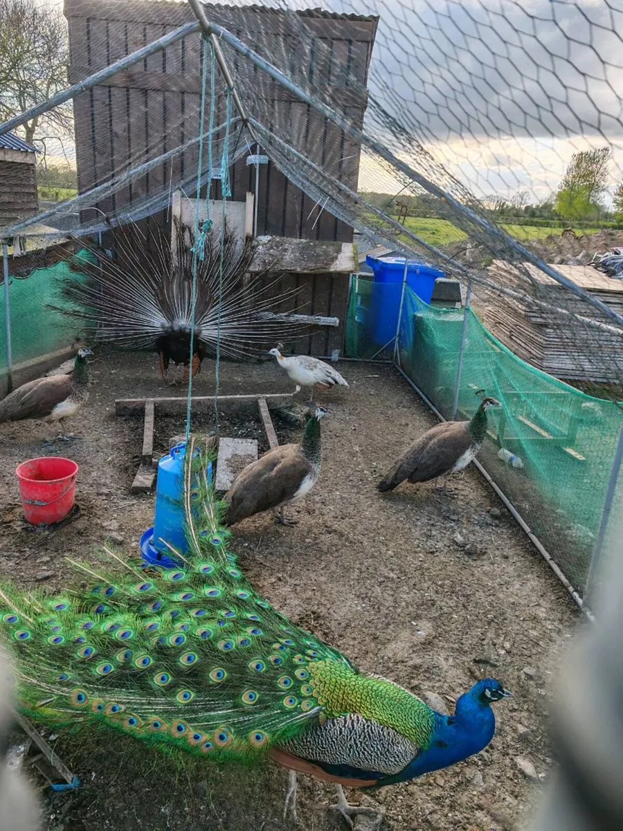 Peafowl - Image 2