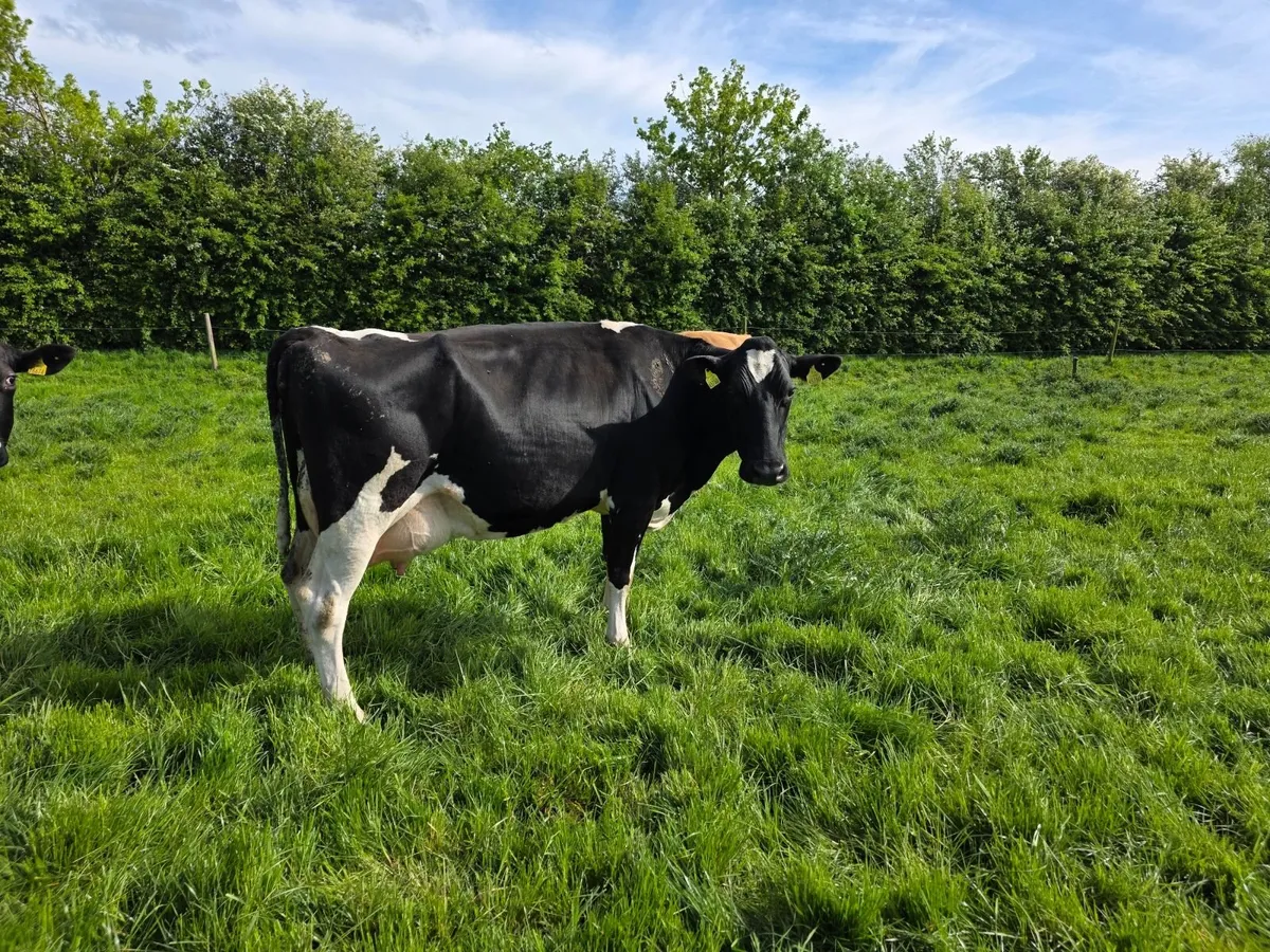 Hanrahan herd - 4 calved cows - Image 2