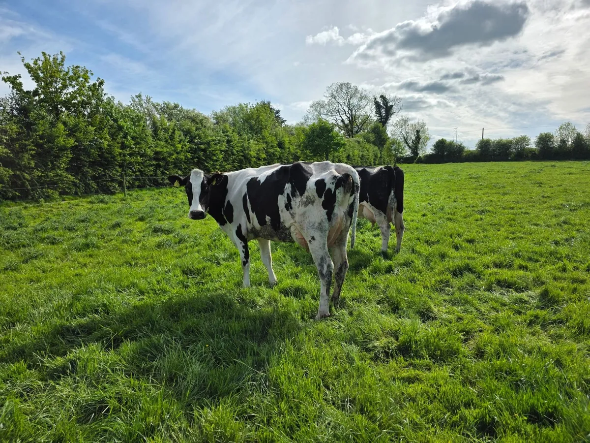 Hanrahan herd - 4 calved cows - Image 1