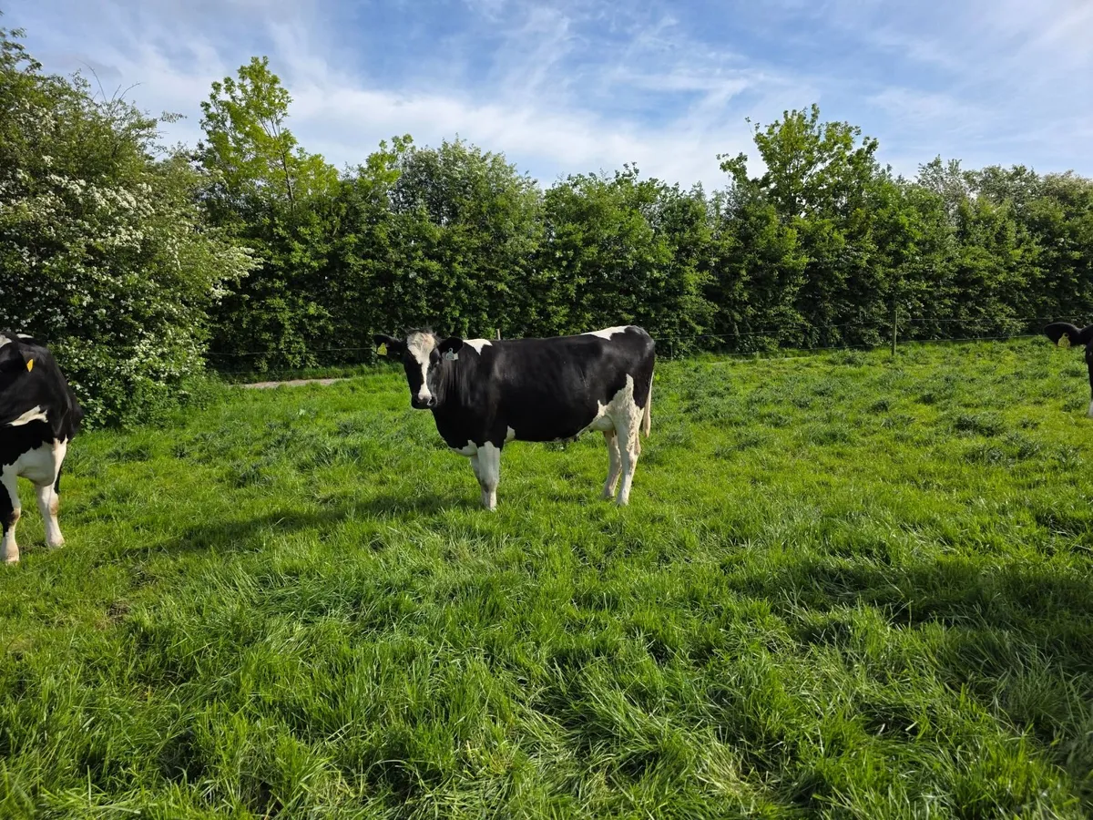 Hanrahan herd - 4 calved cows - Image 3