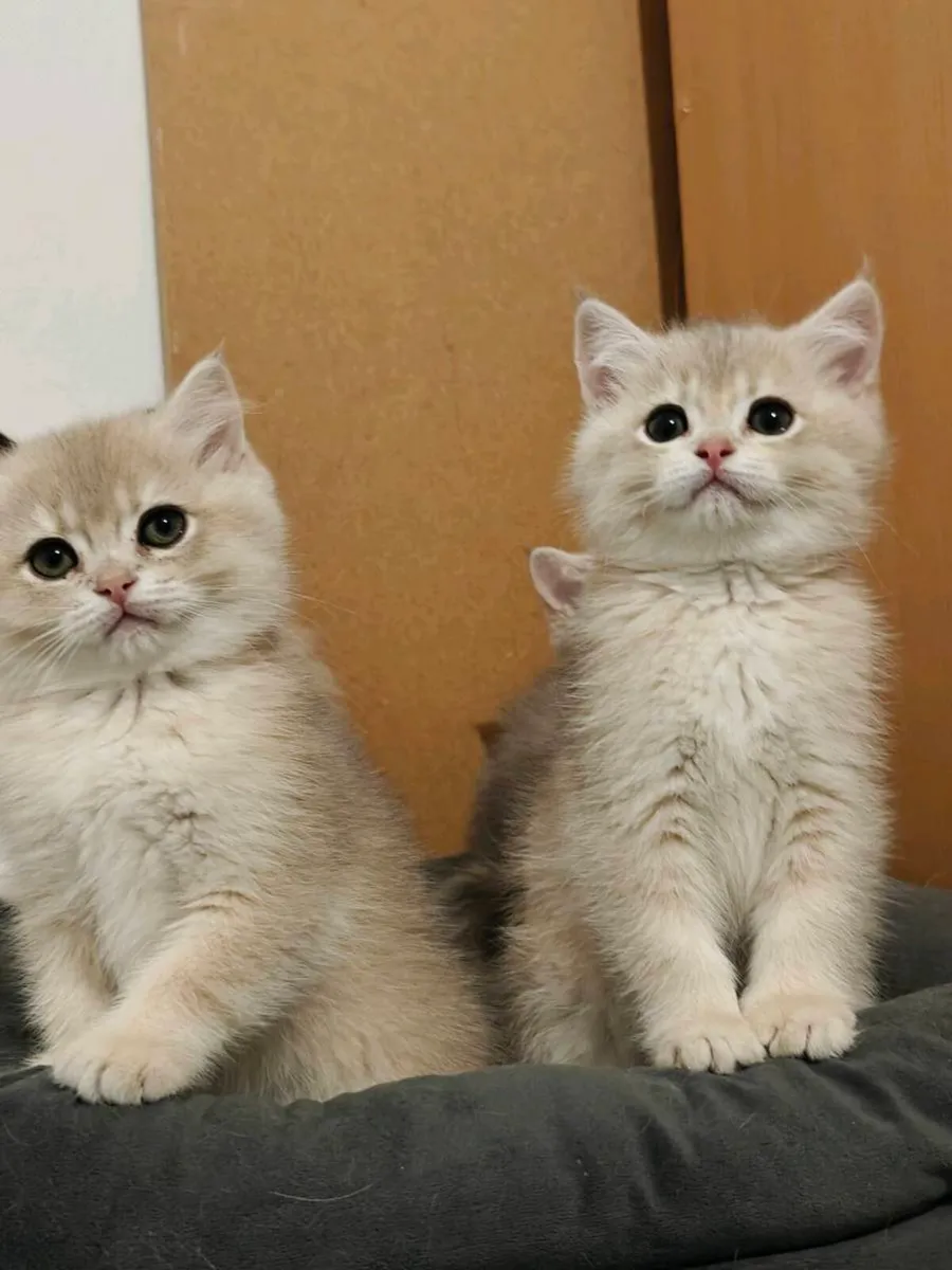 British Short kittens - Image 3
