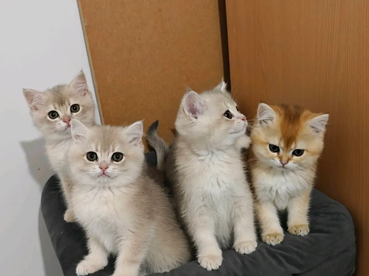 British Short kittens - Image 4