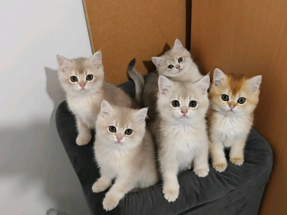British Short kittens - Image 1