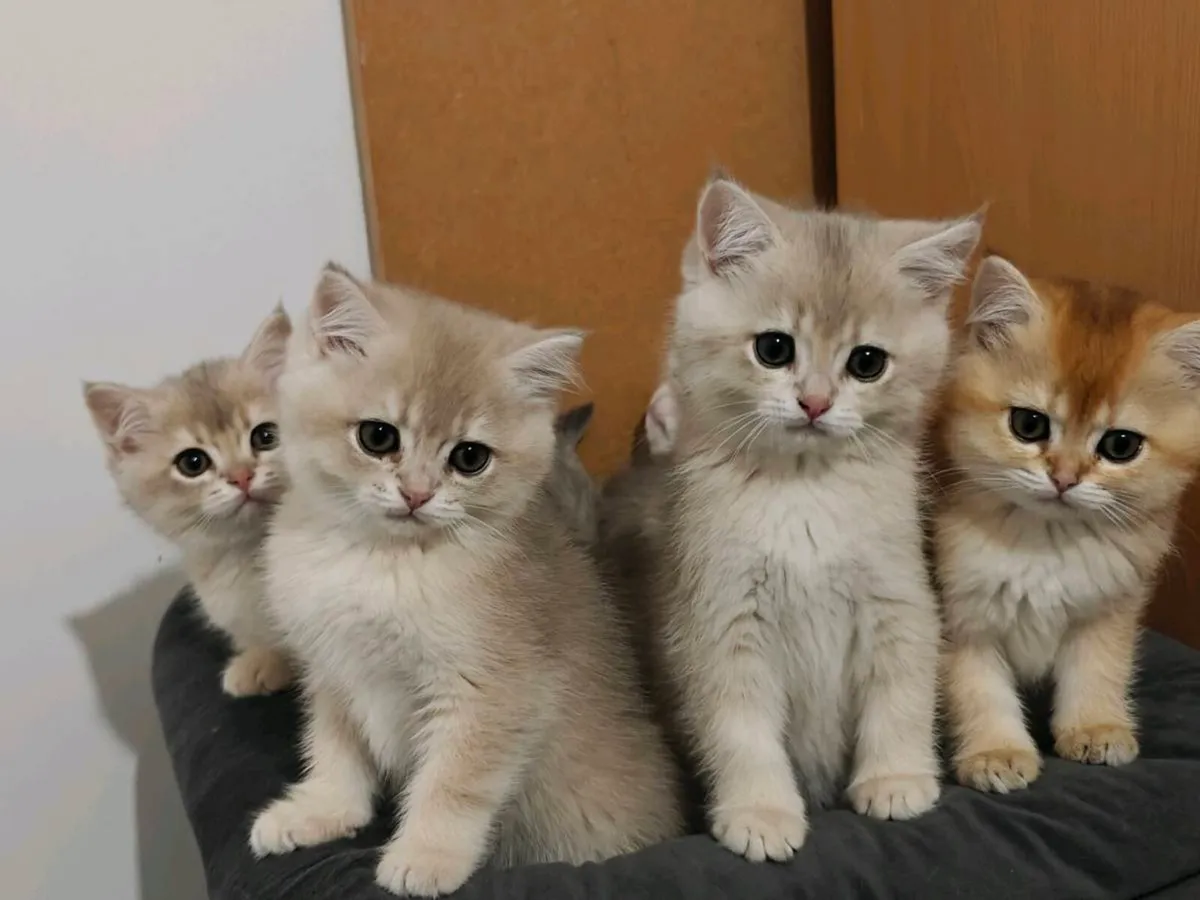 British Short kittens - Image 2