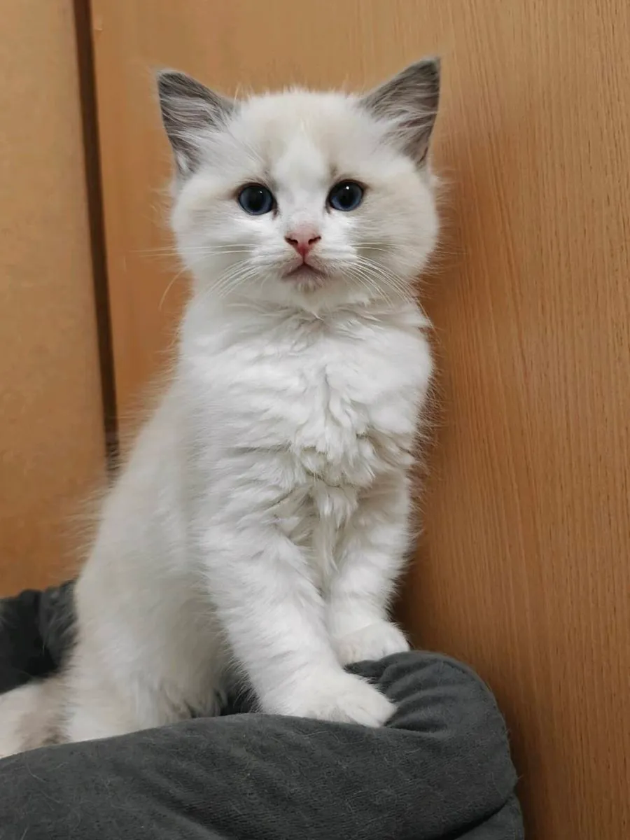 Ragdoll kittens - Image 4
