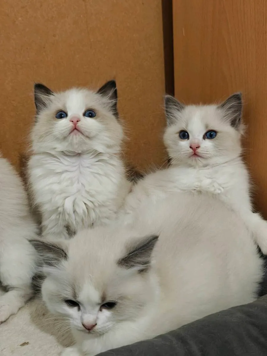 Ragdoll kittens - Image 2