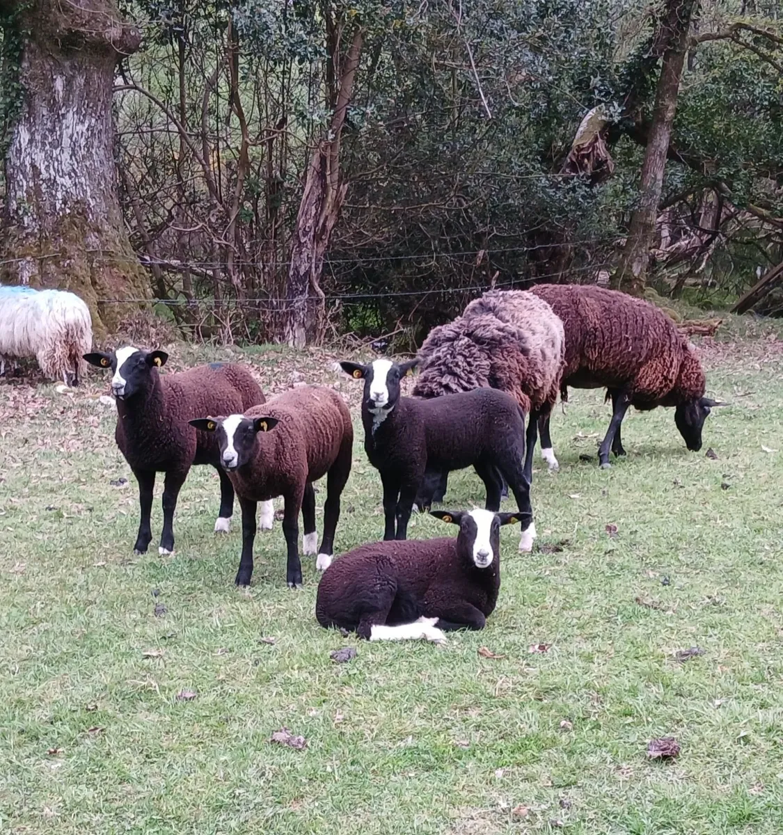 Purebred Registered Zwartbles - Image 4