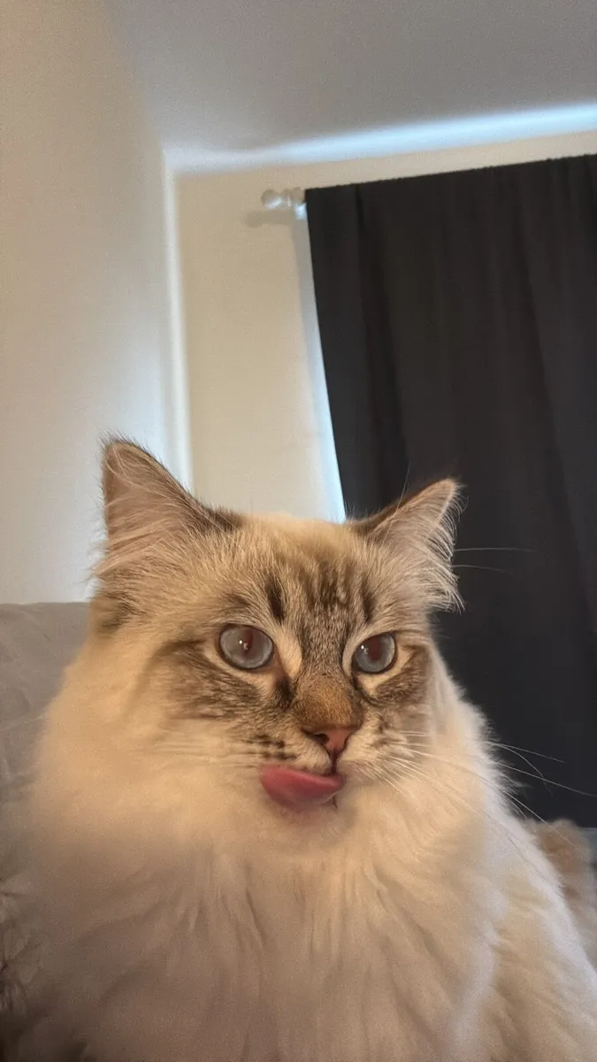 Purebred Chocolate Lynx Ragdoll Male - Image 1