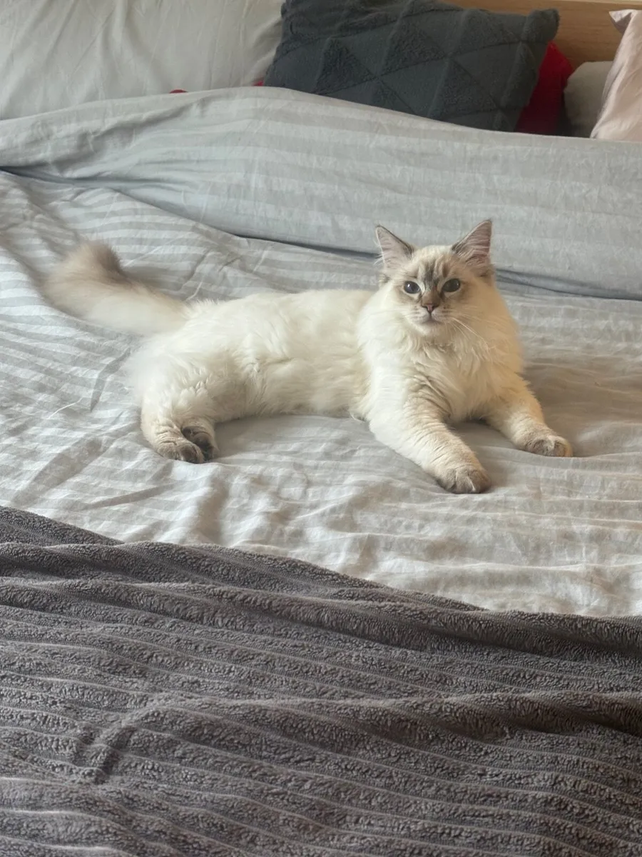 Purebred Chocolate Lynx Ragdoll Male - Image 2