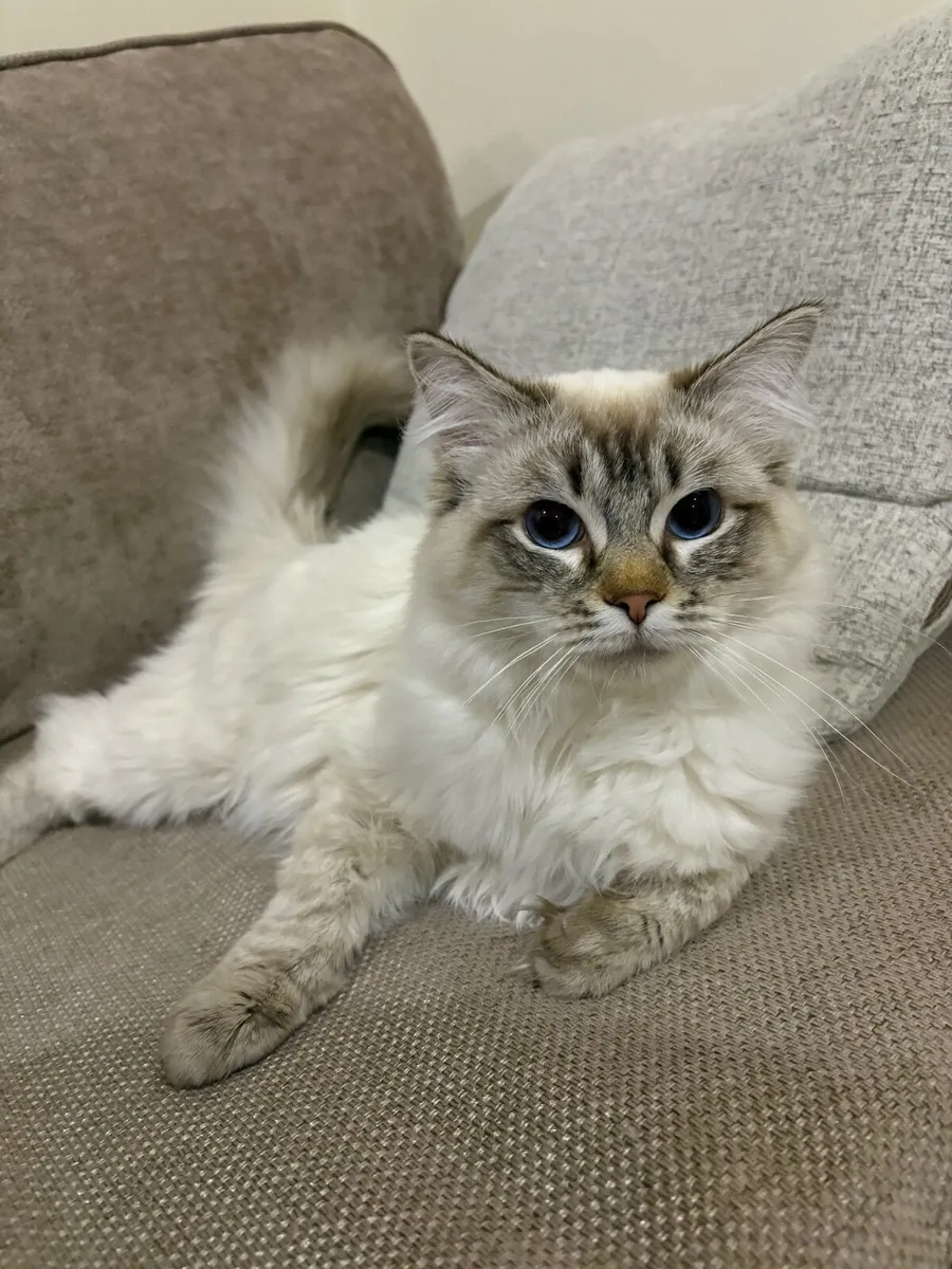 Purebred Chocolate Lynx Ragdoll Male - Image 3