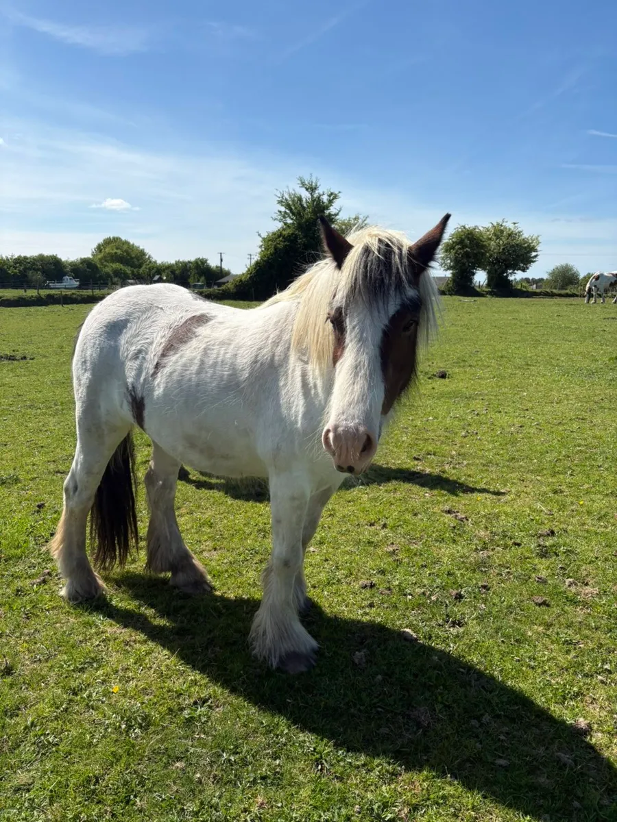 4year filly - Image 1