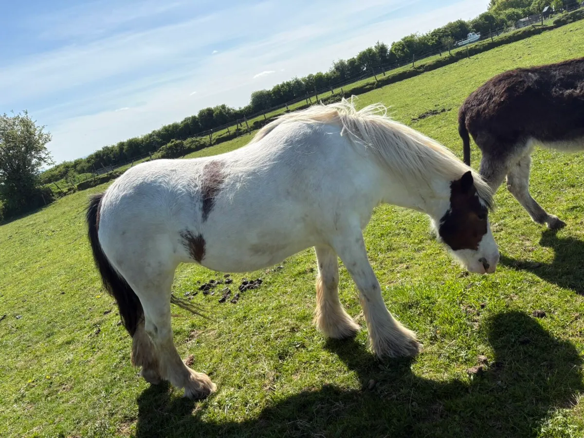 4year filly - Image 4