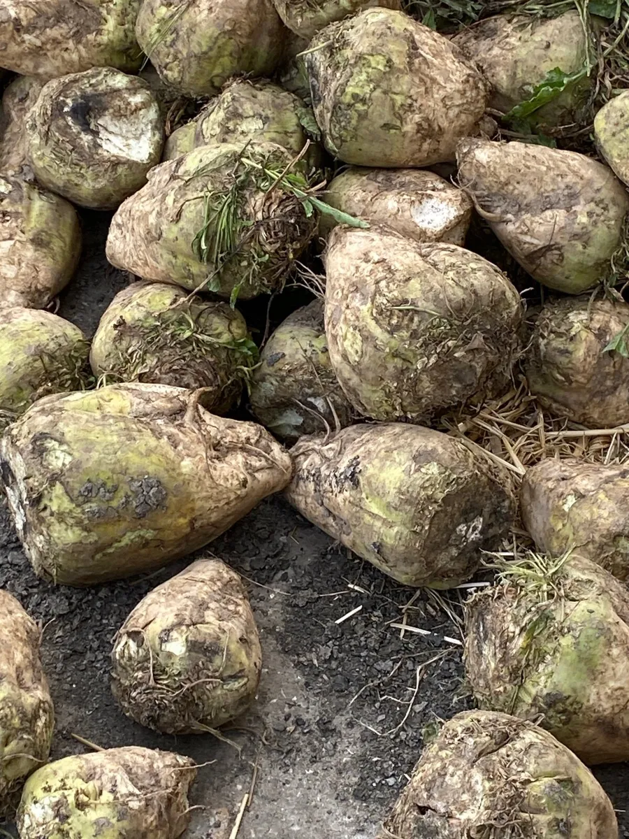 Sugar Beet - Image 1