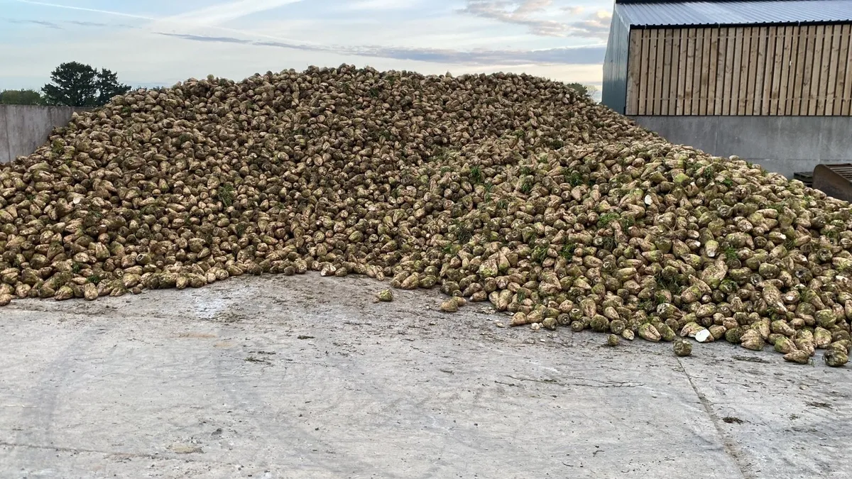 Sugar Beet - Image 3
