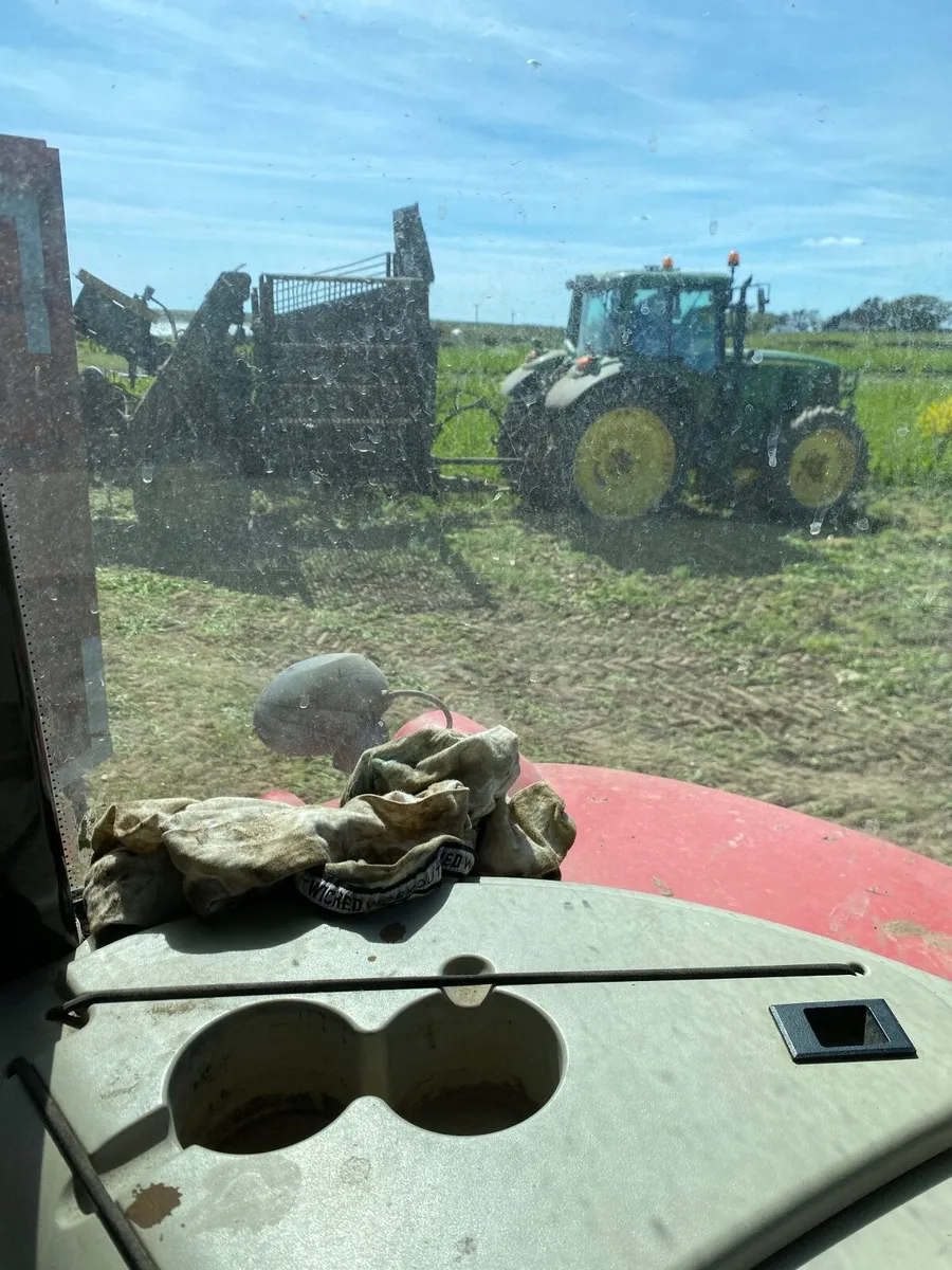 Sugar Beet - Image 4