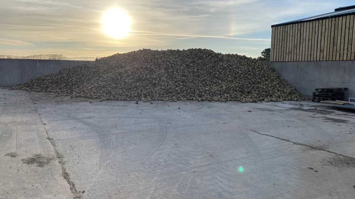 Sugar Beet - Image 2
