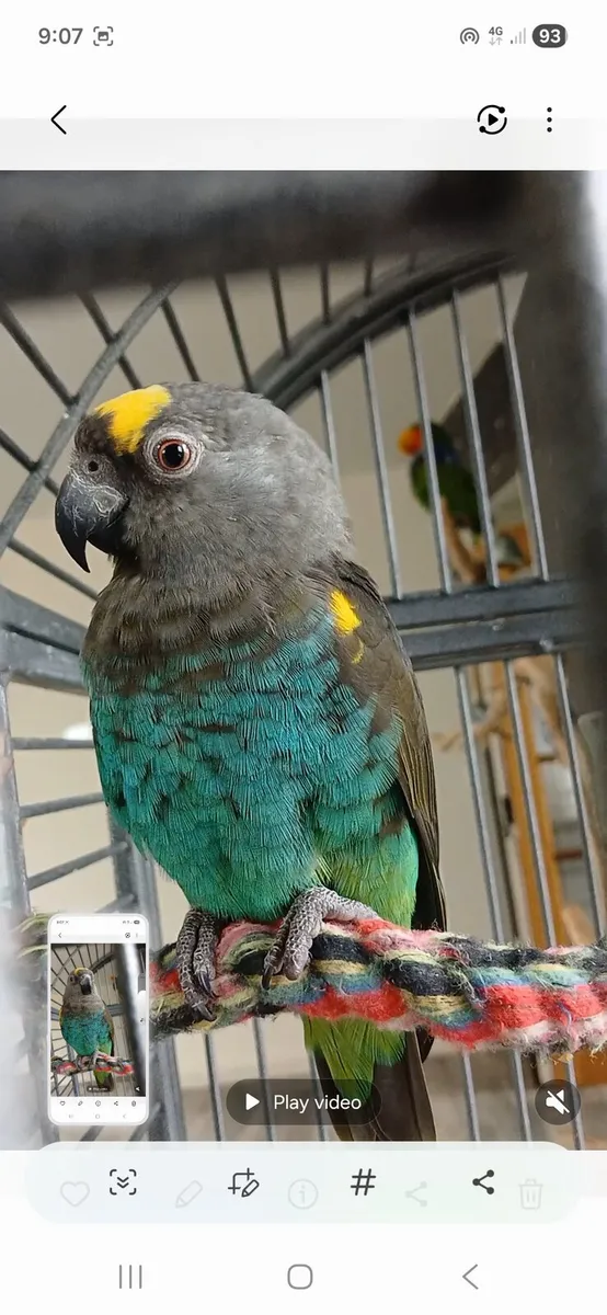 Mayers parrot - Image 1