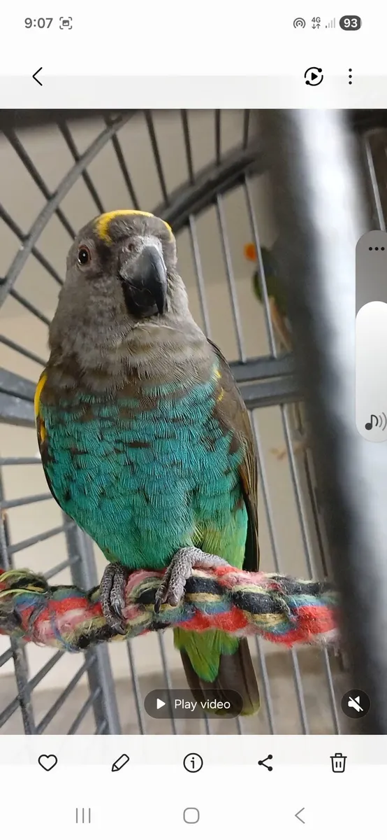 Mayers parrot - Image 3