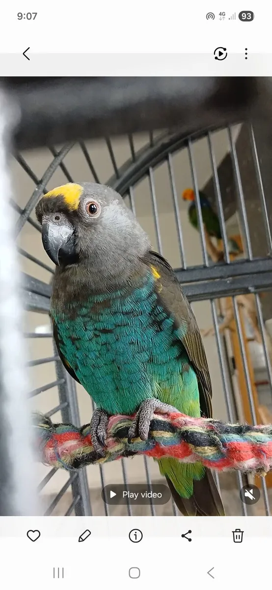 Mayers parrot - Image 4