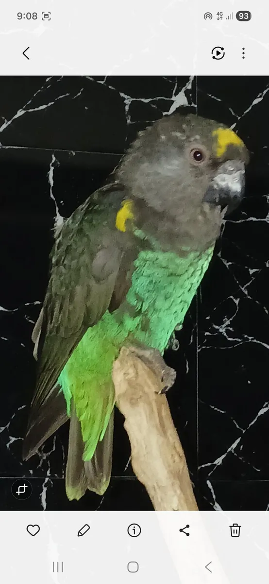 Mayers parrot - Image 2