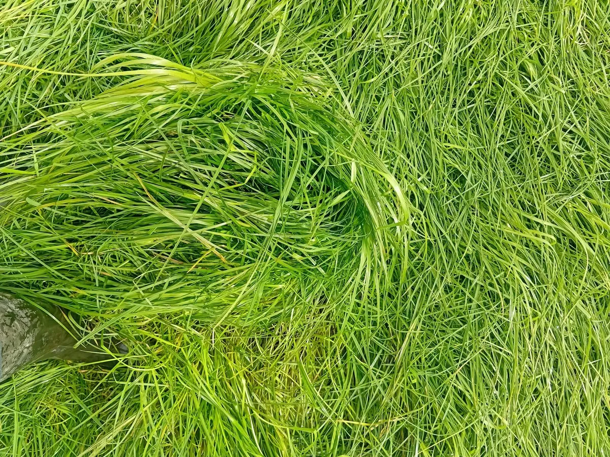 Silage - Image 1