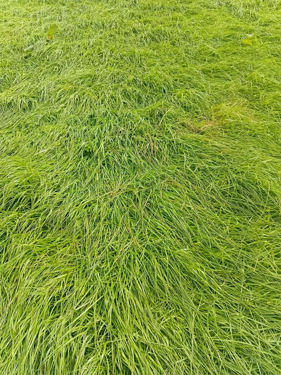 Silage - Image 2