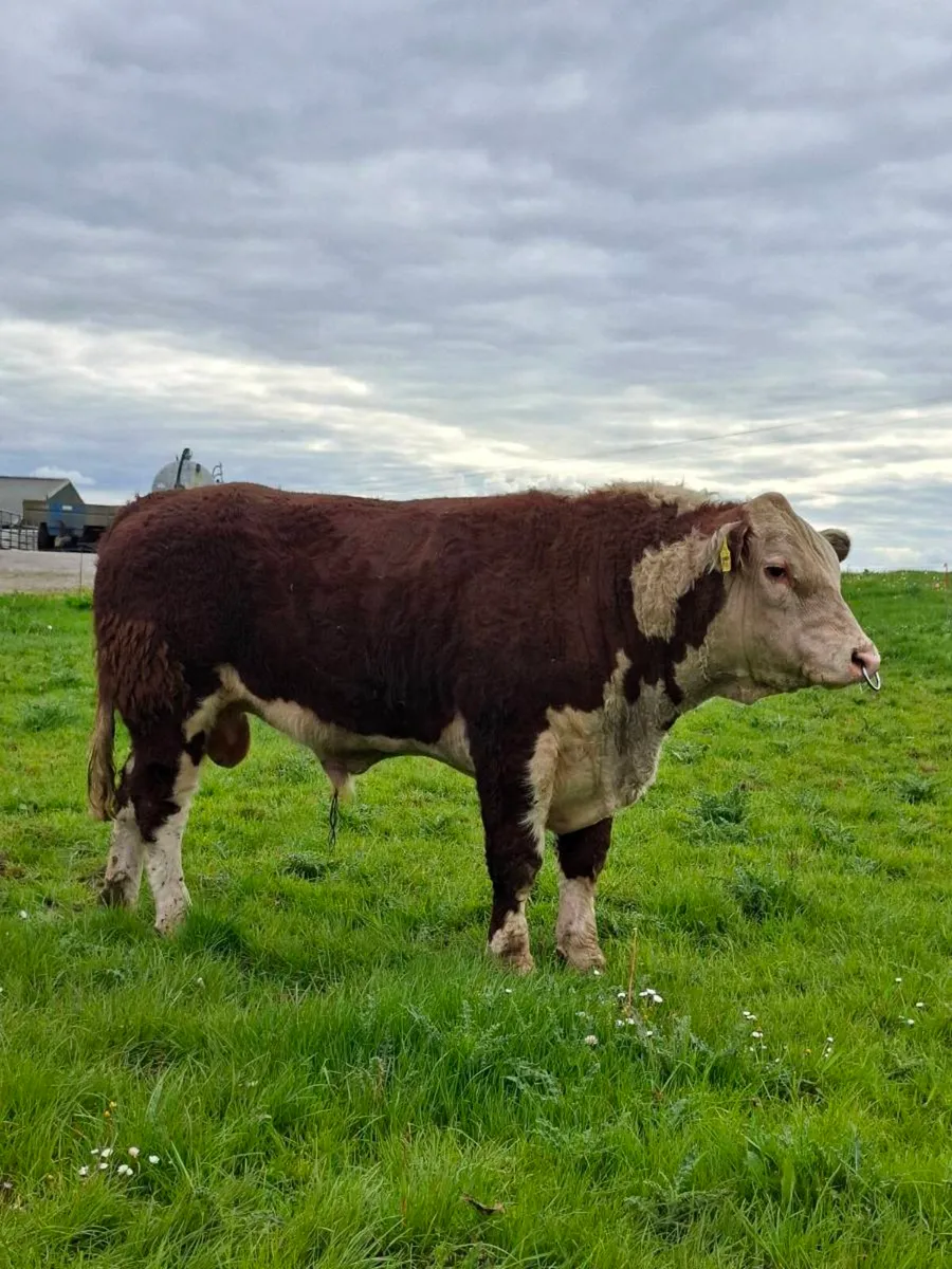 POLLED HEREFORD BULLS - Image 1