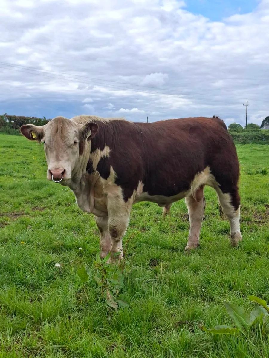 POLLED HEREFORD BULLS - Image 2