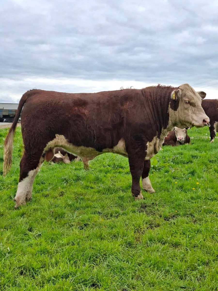 POLLED HEREFORD BULLS - Image 3