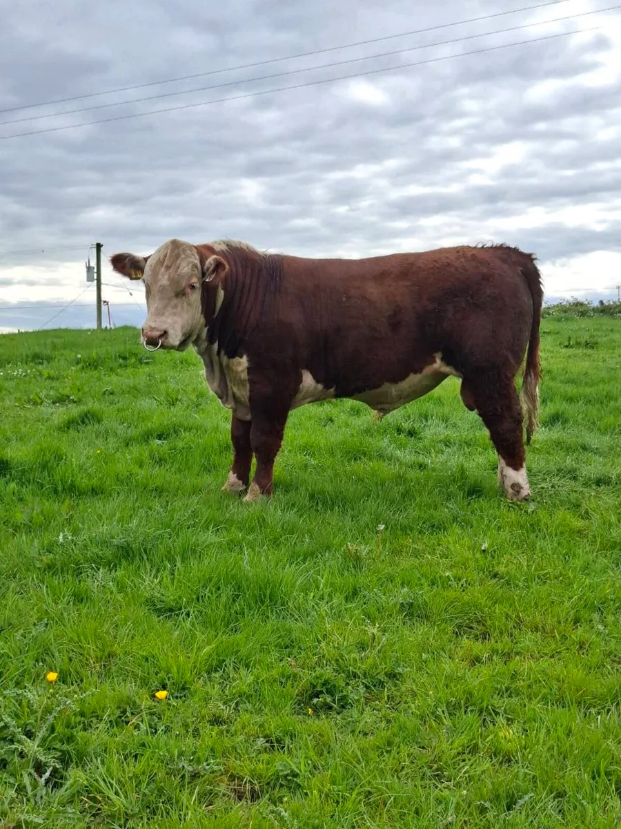 POLLED HEREFORD BULLS - Image 4