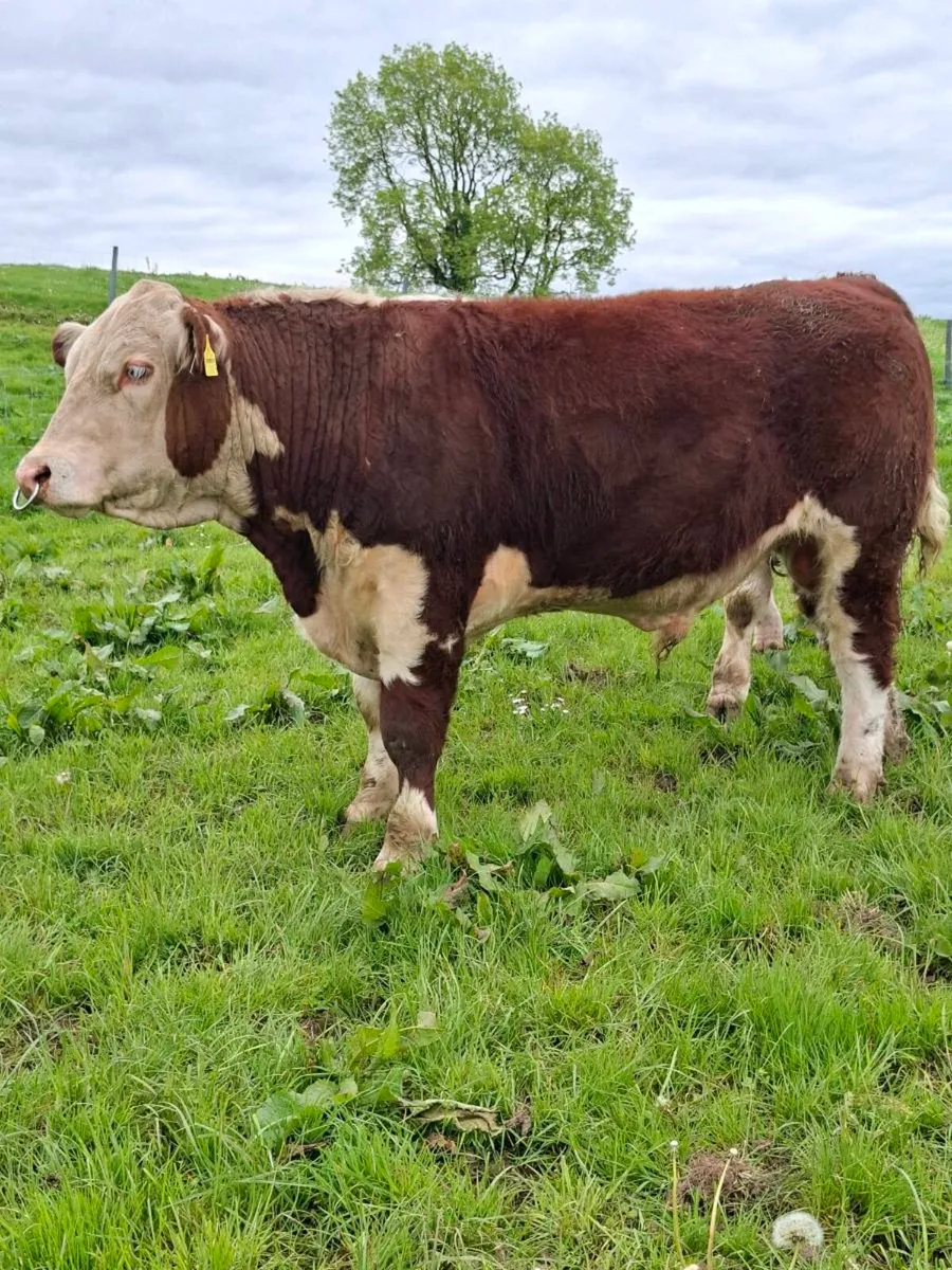 HEREFORD BULLS - Image 3