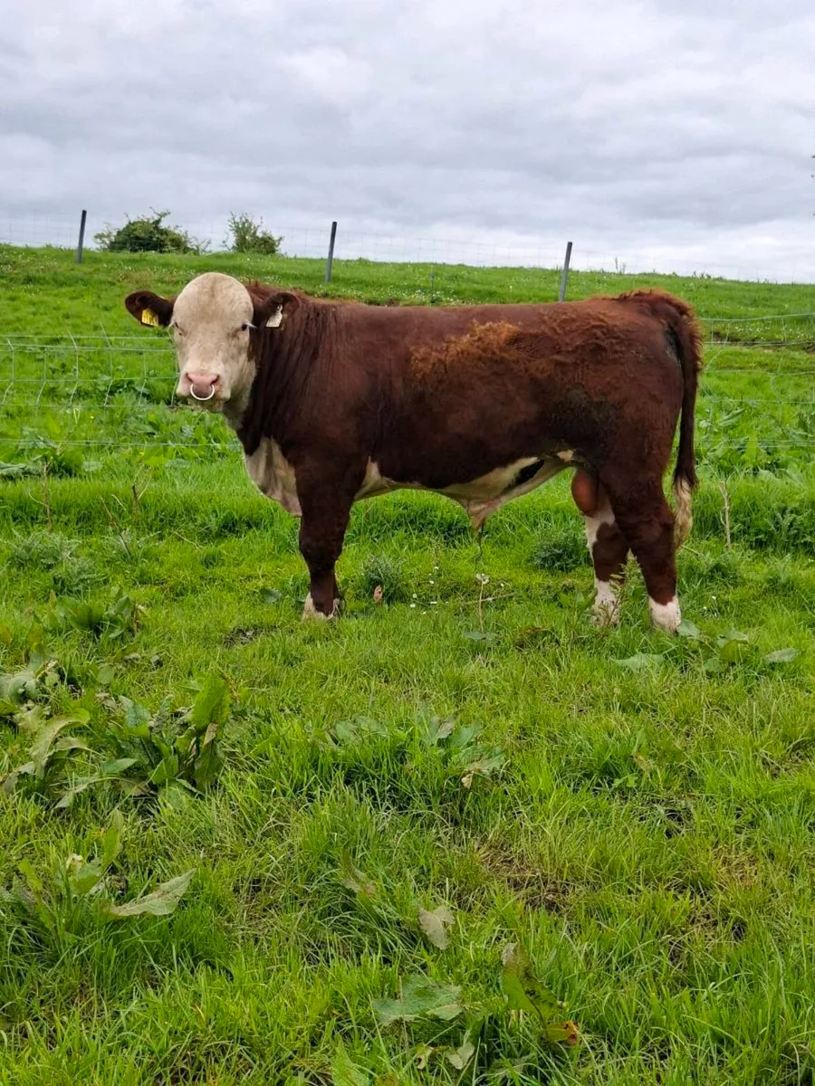 HEREFORD BULLS - Image 4