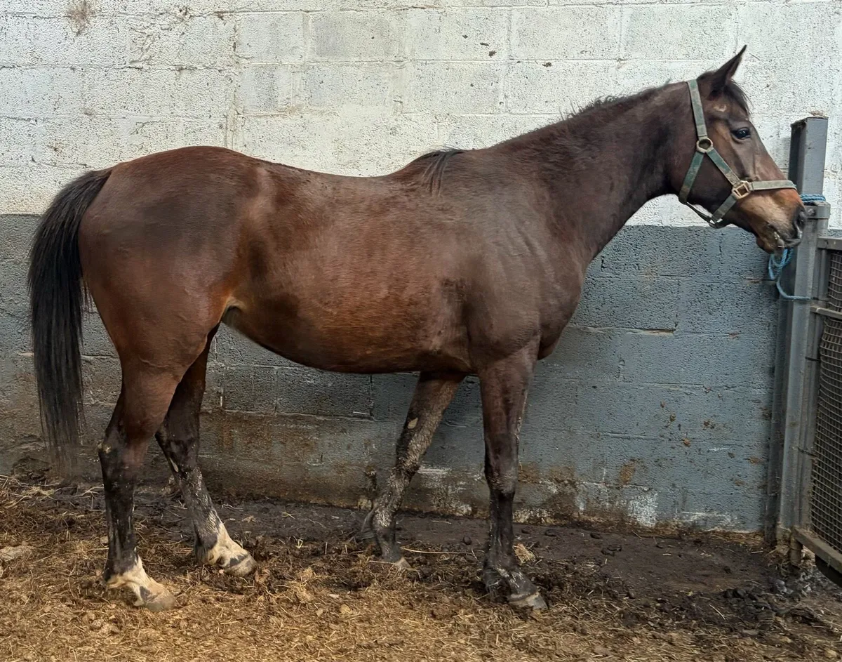 Mare 16hh 5 years old - Image 1