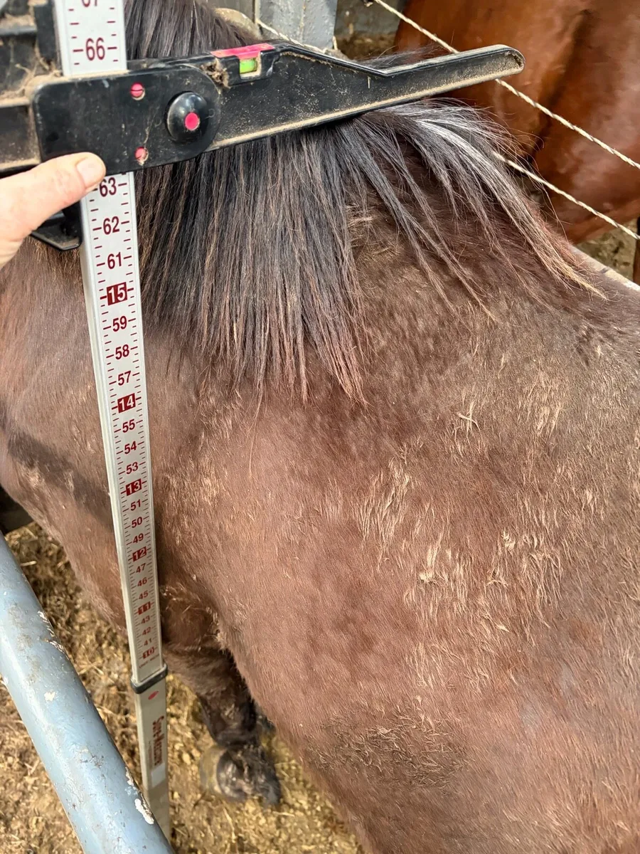 Mare 16hh 5 years old - Image 2