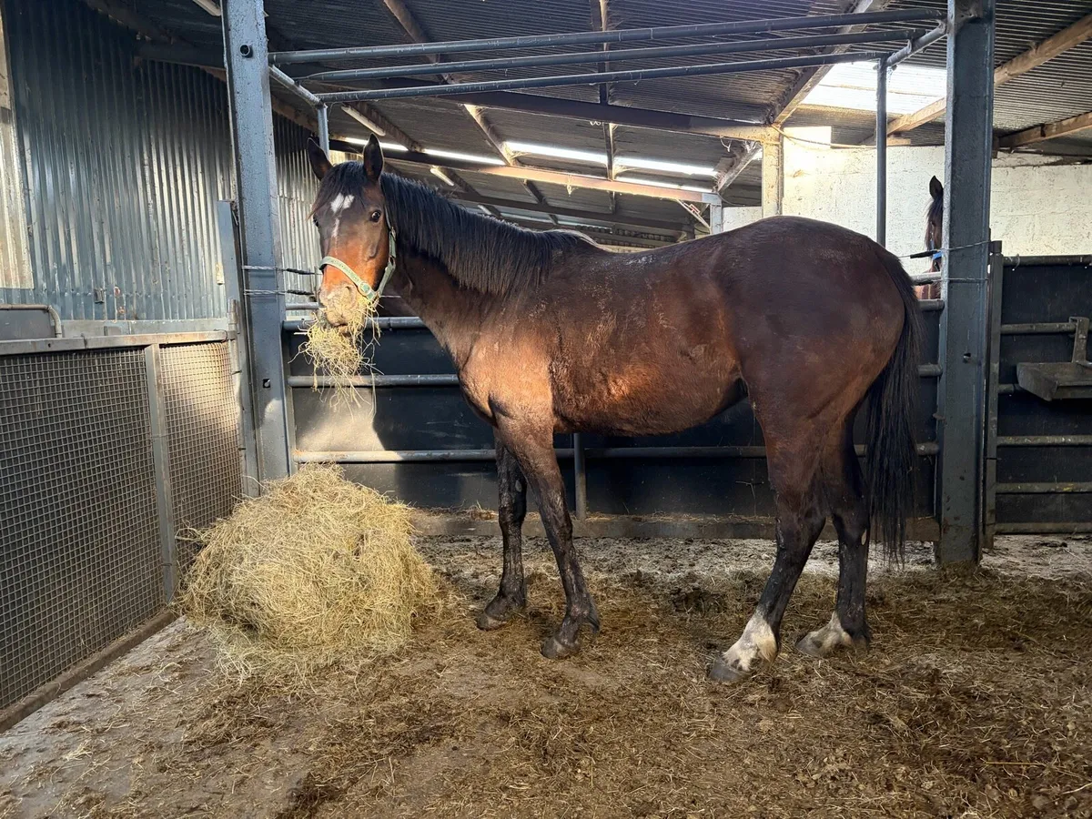Mare 16hh 5 years old - Image 4
