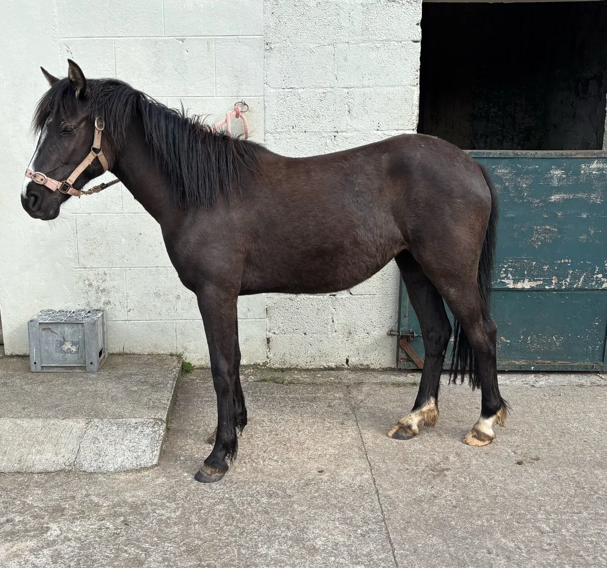 CLASSY 138cm QUALITY YOUNG FILLY - Image 2
