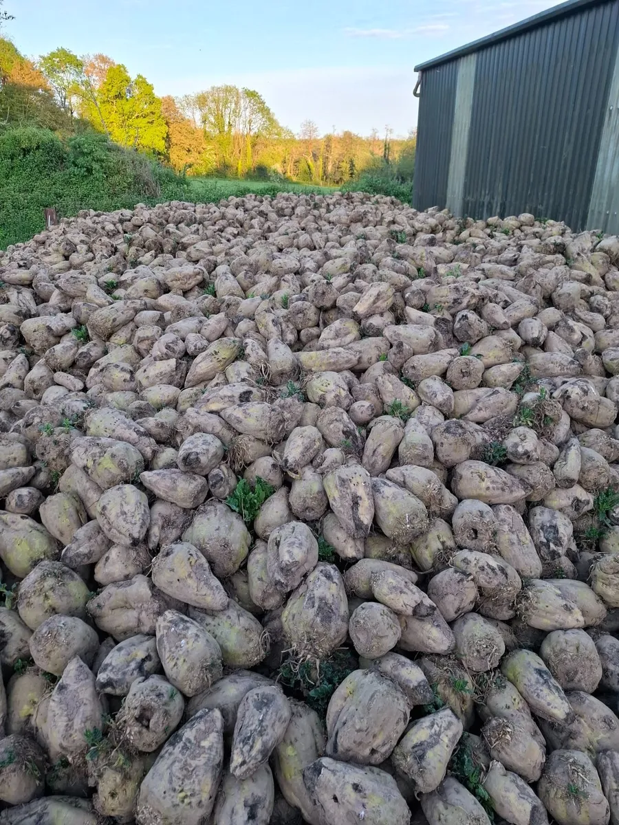 Beet - Image 1