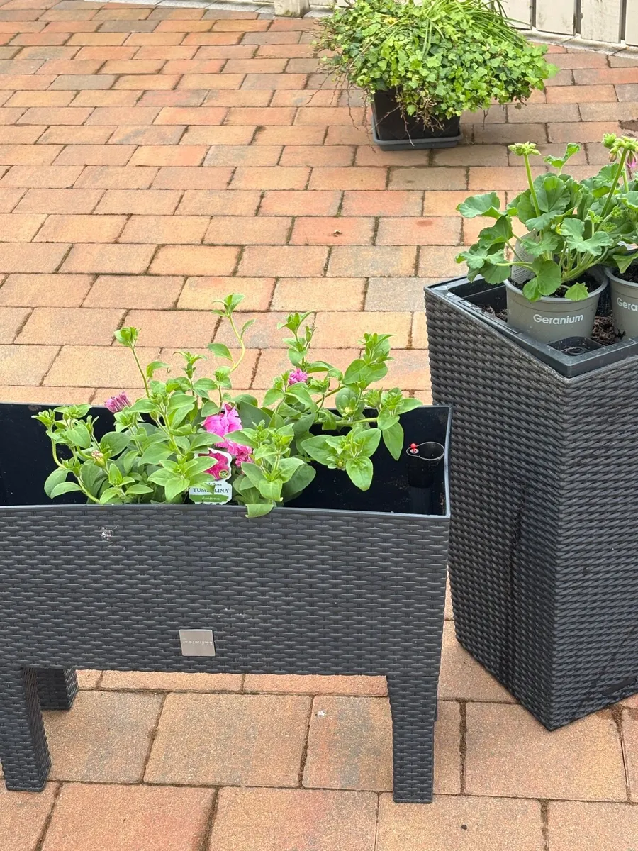 Planters - Image 2