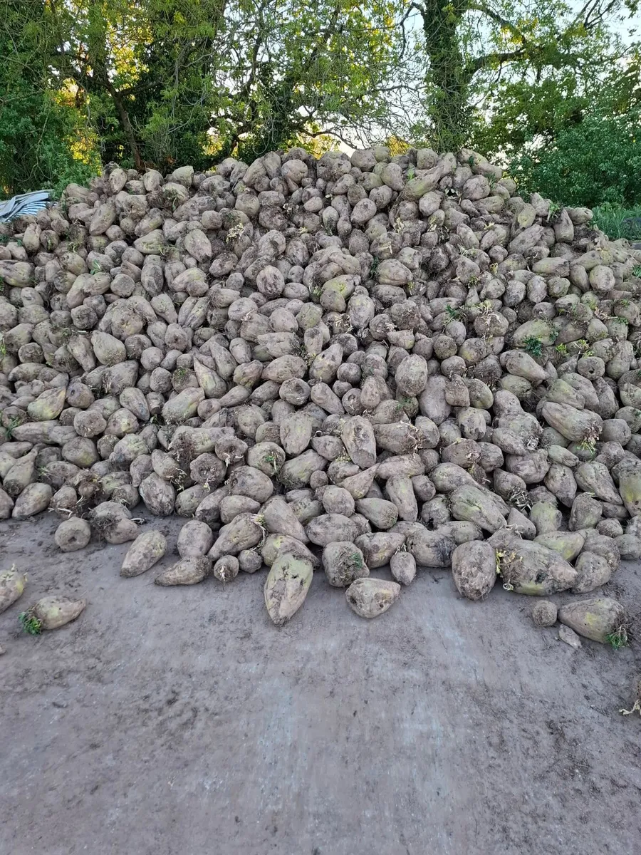 Beet - Image 2