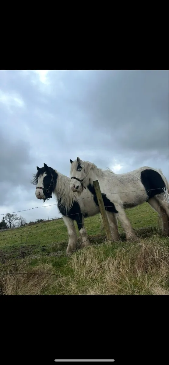 Piebald cobs - Image 1
