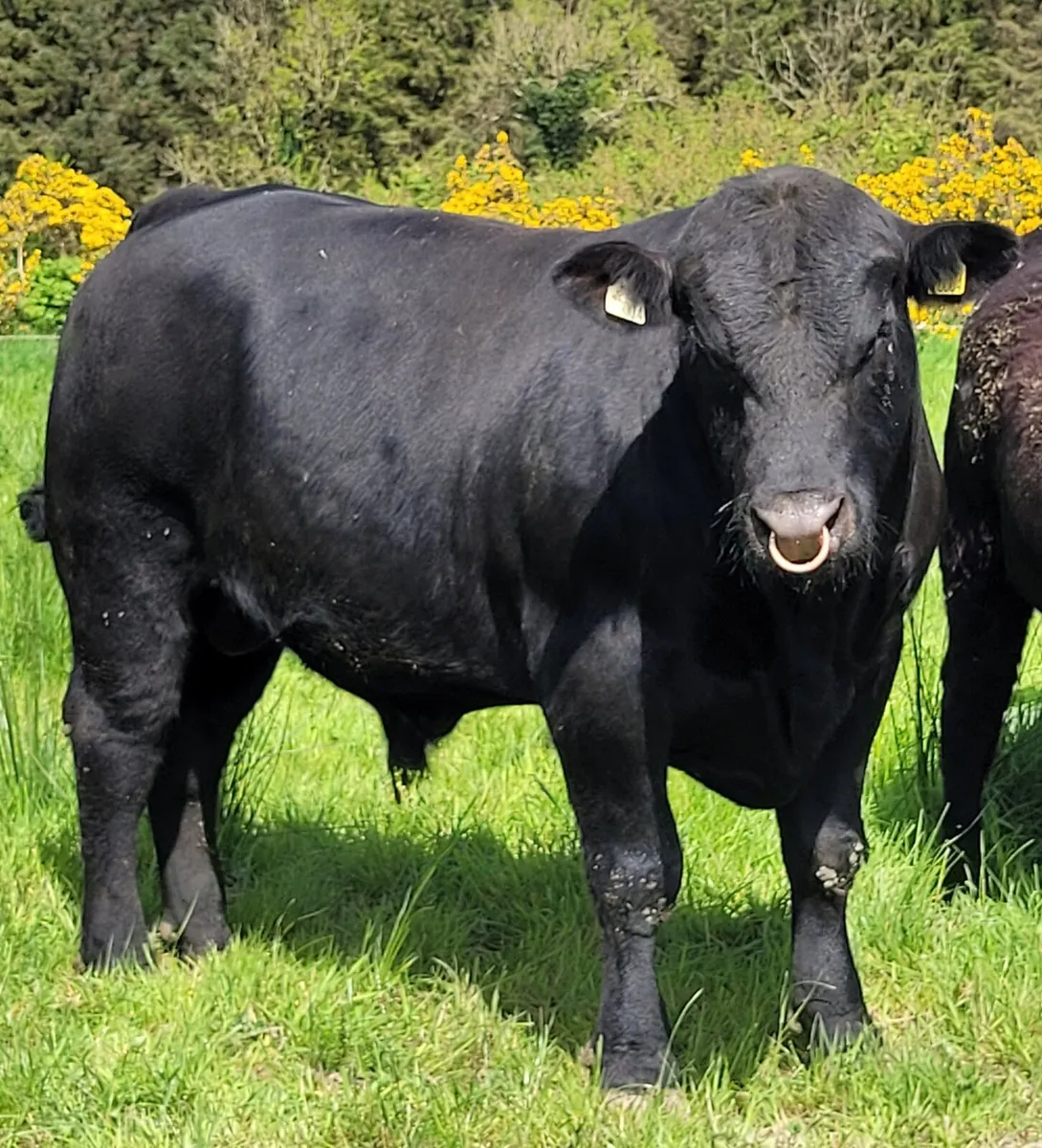 ⭐ Pedigree Aberdeen Angus Bull for Sale ⭐ - Image 1