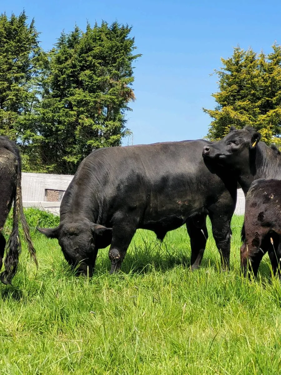 ⭐ Pedigree Aberdeen Angus Bull for Sale ⭐ - Image 3