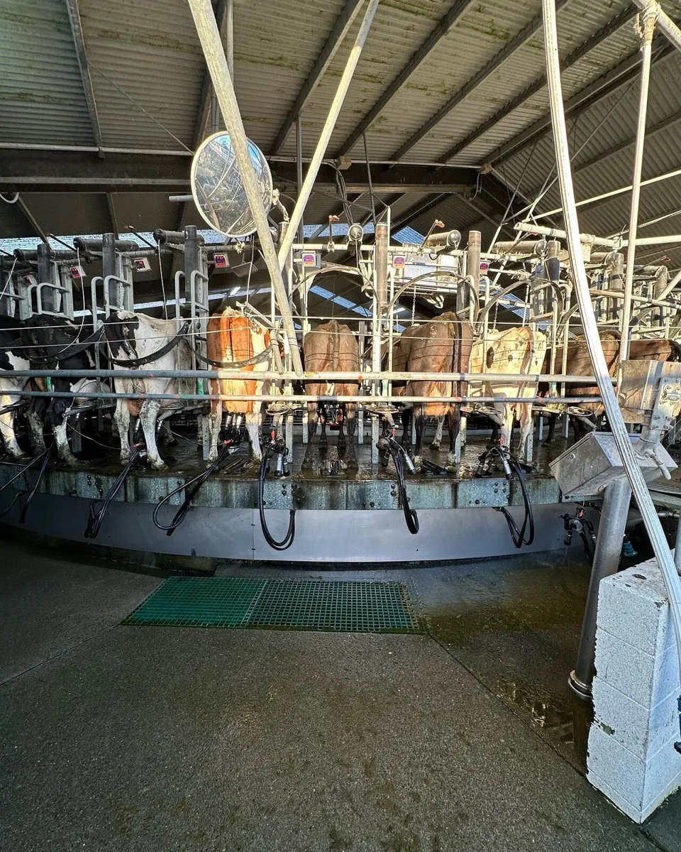 Relief Milker Available