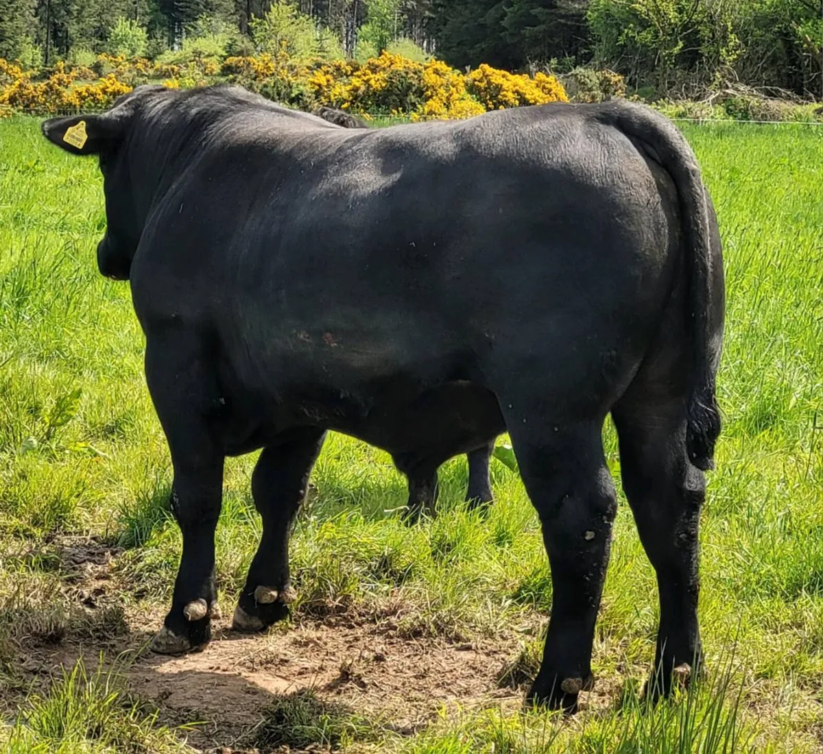 ⭐ Pedigree Aberdeen Angus Bull for Sale ⭐ - Image 4