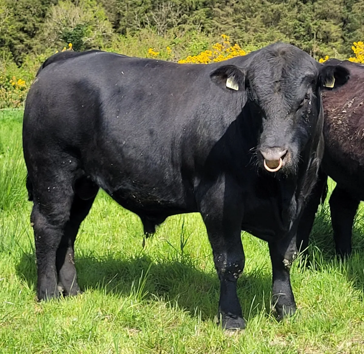 ⭐ Pedigree Aberdeen Angus Bull for Sale ⭐ - Image 2