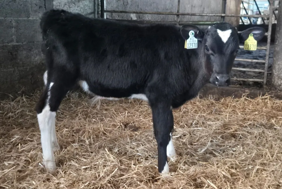 X25 Friesian Bull calves for sale - Image 1