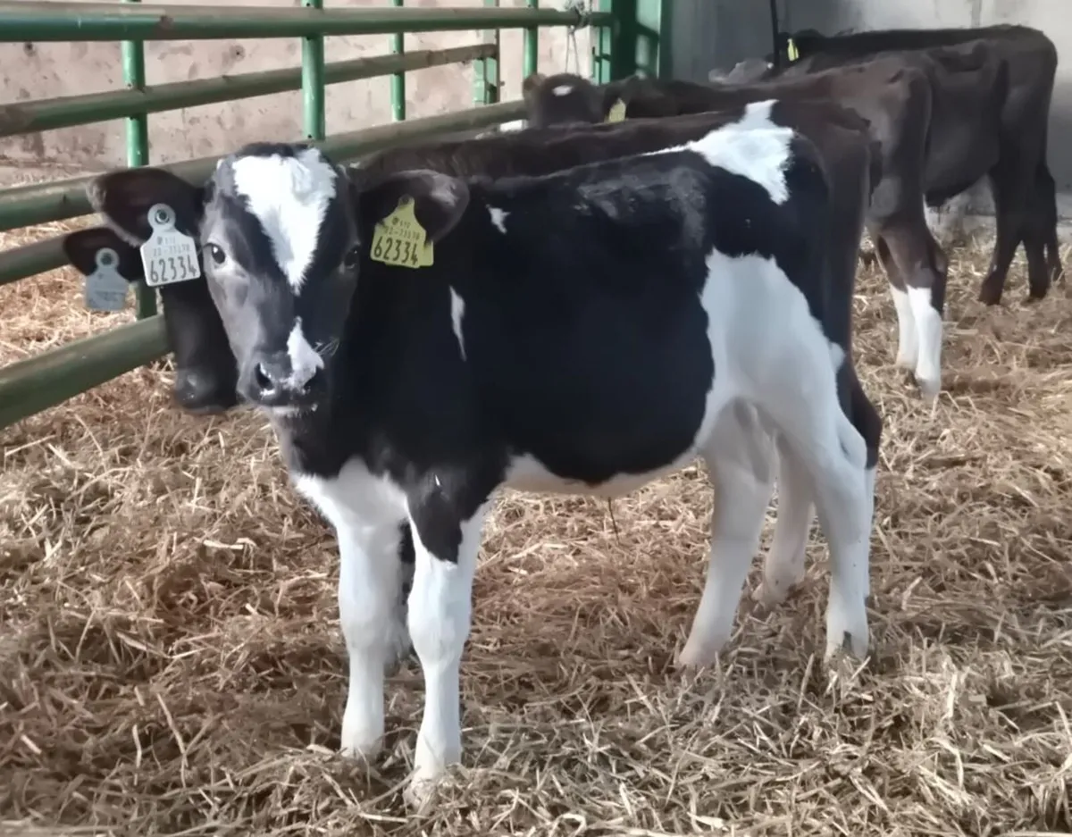 X25 Friesian Bull calves for sale - Image 4